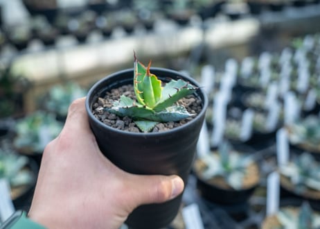アガベ　チタノタ　ブルー　agave titanota Blue 　NO.5