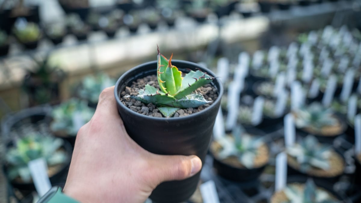 アガベ チタノタブルー 実生 5 アガベ チタノタ ブルー agave titanota Blue NO.5 | mana's