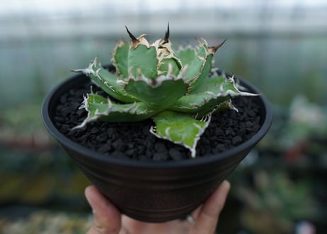 アガベ　チタノタ　フィリグリー　agave titanota filigree　No.1