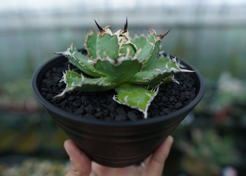 アガベ チタノタ フィリグリー agave titanota filigree No.1 |