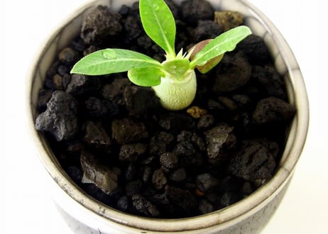 Pachypodium eburneum　パキポディウム　エブレネウム　実生苗