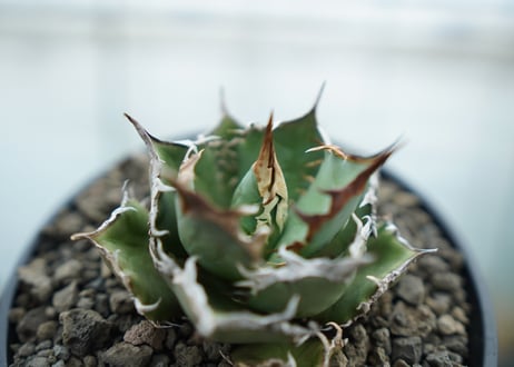 アガベ　チタノタ　FO-76  Agave titanota FO-76　No.1