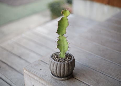 ユーフォルビア 大雲閣　Euphorbia acrurensis