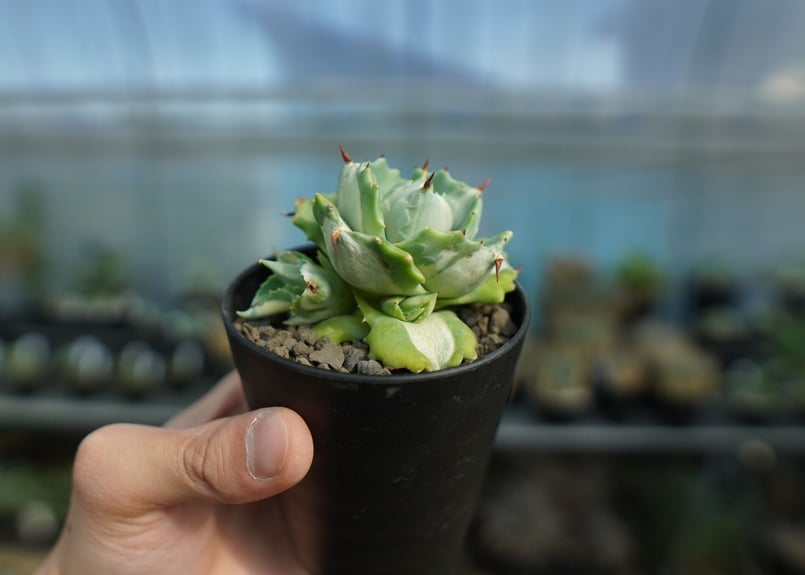 アガベ 王妃雷神錦 白中斑 Agave “Ohi Raijin Nishiki Shirona