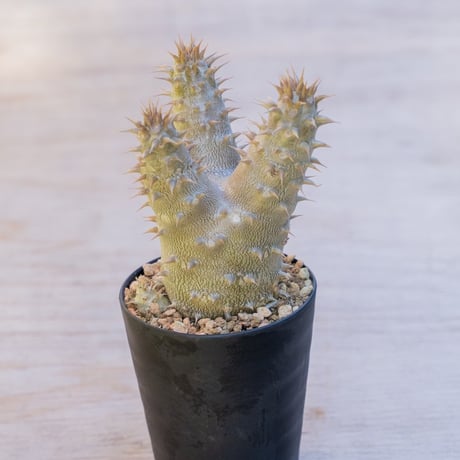 ホロンベンセ　現地球 パキポディウムホロンベンセ | STORES