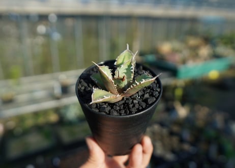 アガベ　チタノタ　FO-76 Agave titanota FO-76