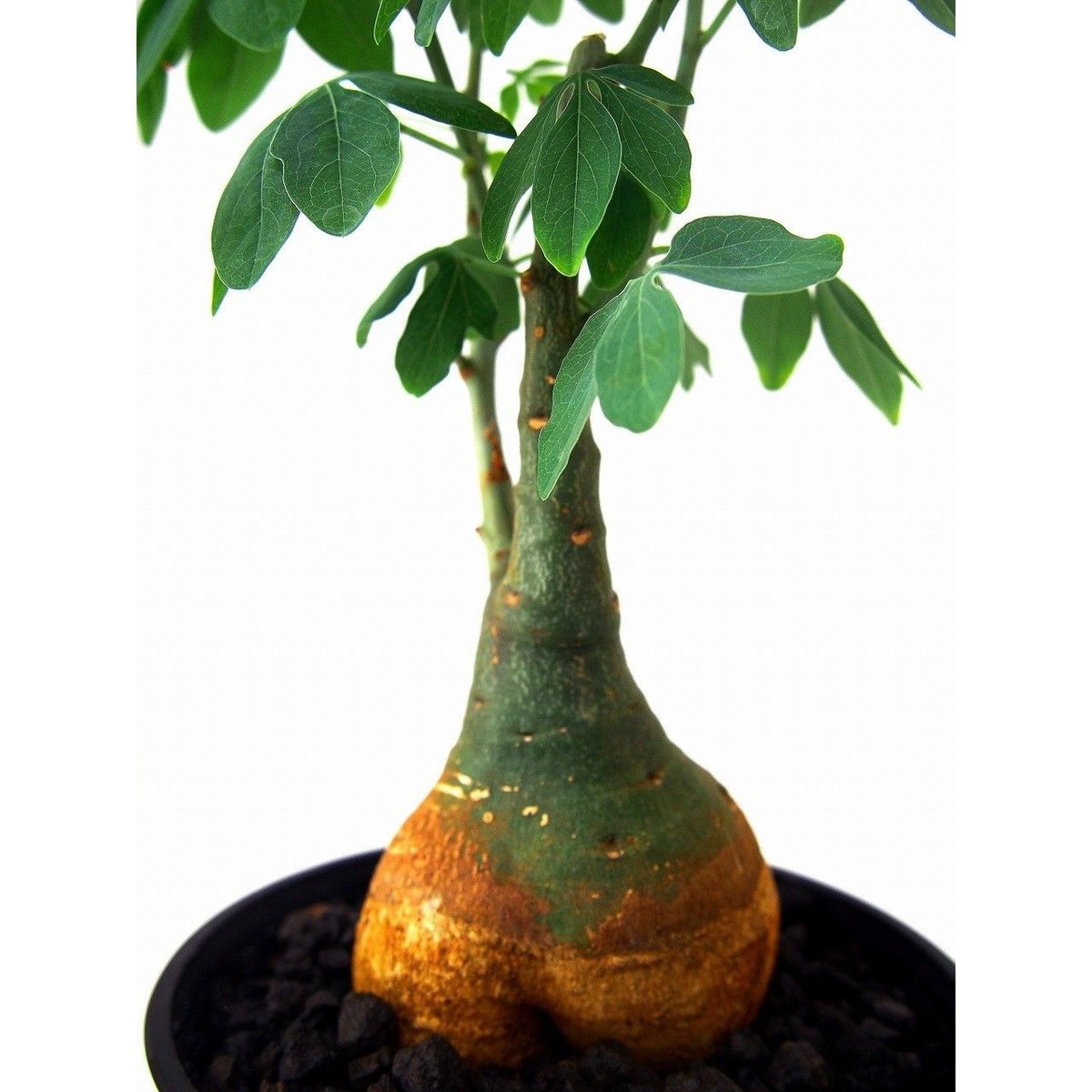 アデニア　グラウカ　Adenia glauca 幻蝶かずら アデニア グラウカ（幻蝶かずら）043 – linkplants -リンクプランツ-