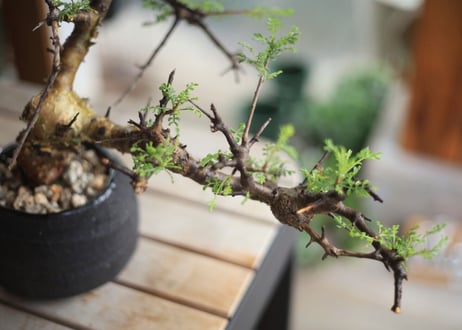 コンミフォラ　Commiphora