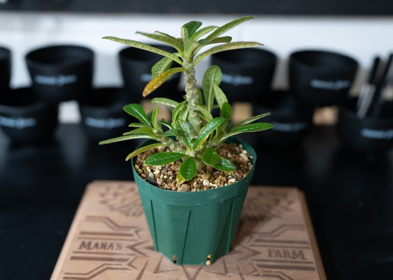 ドルステニア ギガス Dorstenia gigas 沖縄実生 | mana's farm:塊