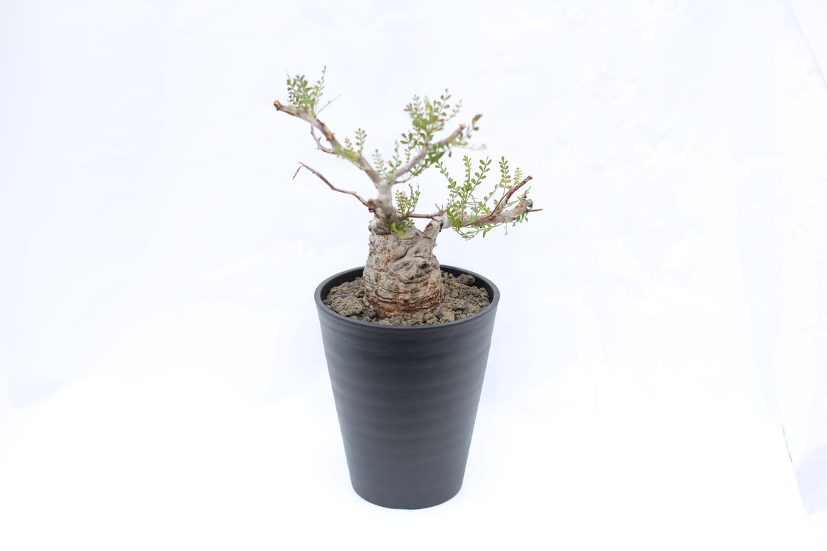 オペルクリカリア パキプス no.9 | mana's farm:塊根植物・アガベ