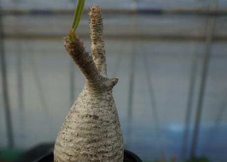 パキポディウム　グラキリス　 Pachypodium Gracilius  No.6