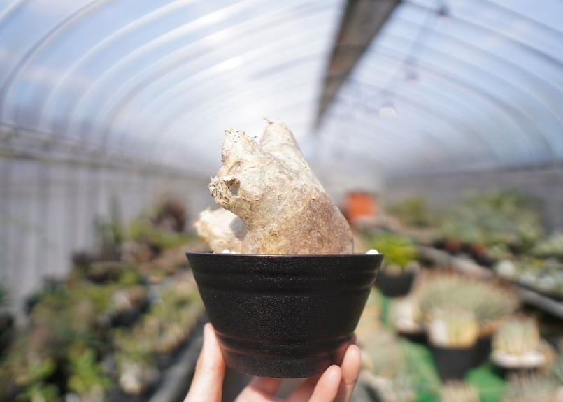 パキポディウム エブレネウム Pachypodium eburneum No.2 | mana