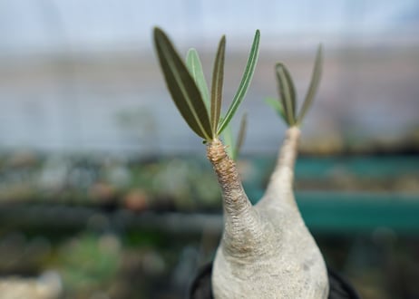 パキポディウム　グラキリス　 Pachypodium Gracilius  No.1