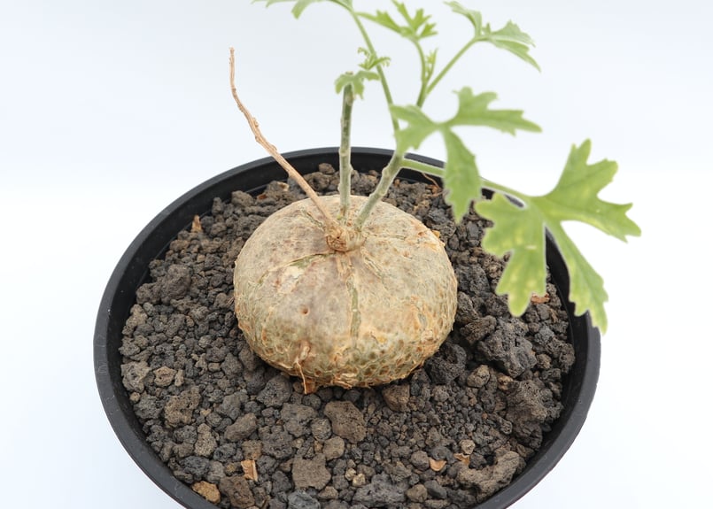 ジゴシキオス プベスセンス | mana 