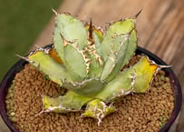 ディクソニア アンタルクティカ | mana's farm:塊根植物・アガベ