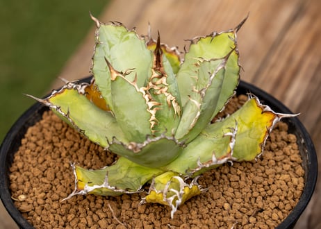 ソウラボx マナズファーム Kabusemono アガベ 4周年 限定品 soulabo (ソウラボ) ランタンアクセサリー ×mana's farm 4周年