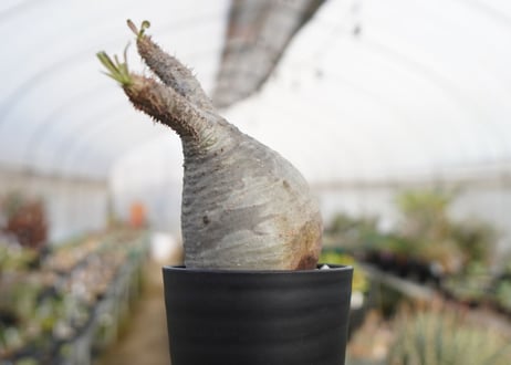 パキポディウム　グラキリス　 Pachypodium Gracilius