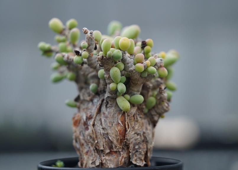 ケラリア ピグマエア | mana's farm:塊根植物・アガベ・ドライガーデン