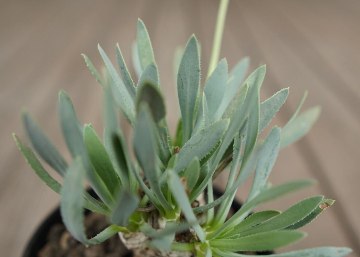 オトンナ レトロルサ Othonna retrorsa | mana's farm:塊根植物・ オトンナ レトロルサ Othonna retrorsa | mana's farm:塊根植物・