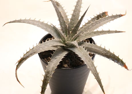 Dyckia Dancing Dervish X hebdingii BB F1