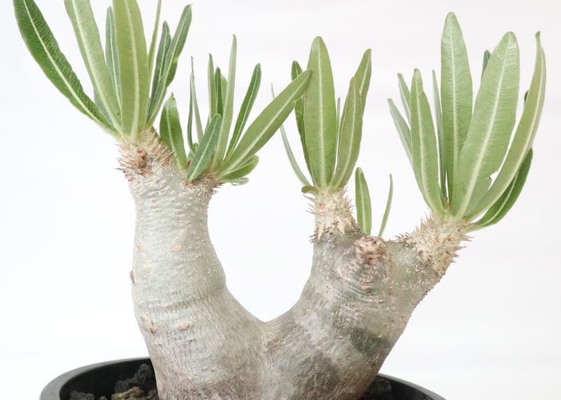 パキポディウム イノピナツム | mana's farm:塊根植物・アガベ・ドライ