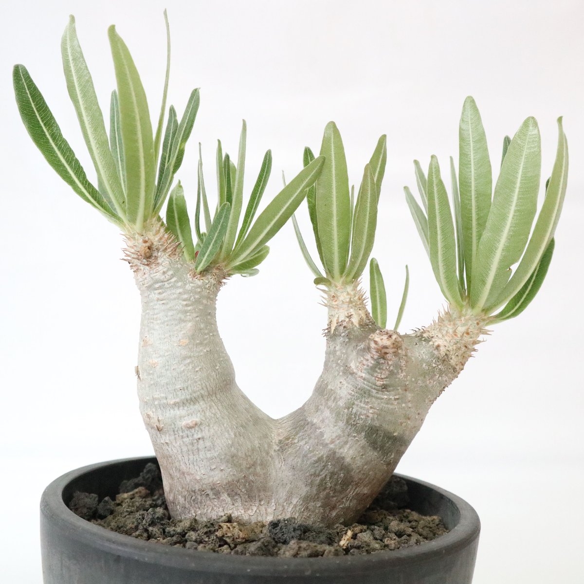 パキポディウム イノピナツム | mana's farm:塊根植物・アガベ