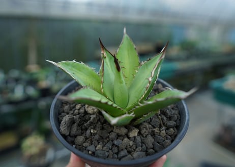 アガベ　チタノタ　剣竜　Agave titanota Kenryu