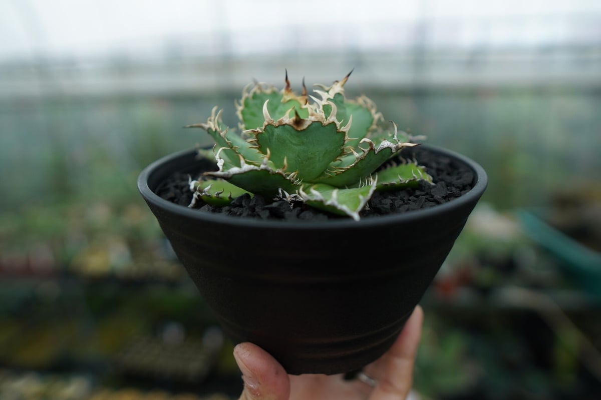 アガベチタノタ　フィリグリー子株⑤ アガベ チタノタ フィリグリー agave titanota filigree No.5 |