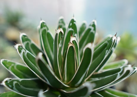 アガベ　笹の雪　Agave victoriae reginae