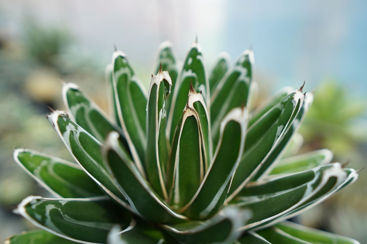 アガベ 笹の雪 Agave victoriae reginae | mana's farm:塊