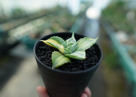 アガベ　王妃雷神錦　Agave　“Ohi Raijin Nishiki ”　No.1