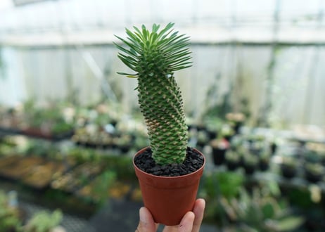 ユーフォルビア　ソテツキリン "パイナップルコーン"　Euphorbia sotetsukirin  No.2
