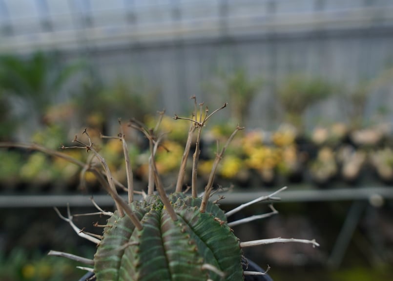 ユーフォルビア スーパーバリダ Euphorbia super valida No.2 |