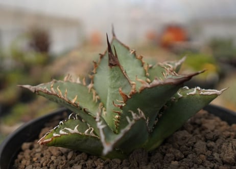 agave oteroi oaxaca NO.1