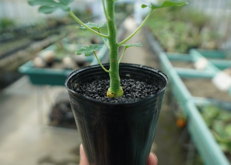 アデニア　グラウカ　Adenia glauca  No.9