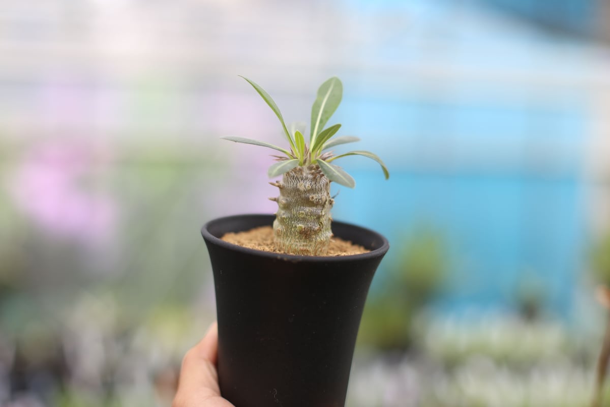 パルナシウス・パトリキウス・コッピ（1メス・中国新疆省）