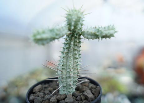 ユーフォルビア　ミルクトロン　Euphorbia mammillaris cv. variegat　No.1