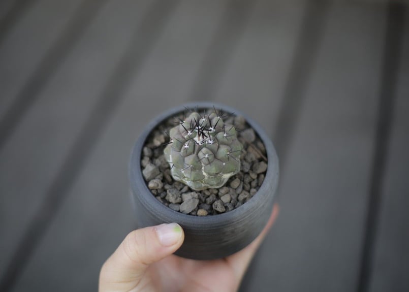 コピアポア 黒王丸 Copiapoa cinerea | mana's farm:塊根植物・ア