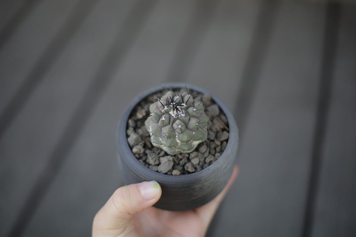 コピアポア 黒王丸 Copiapoa cinerea | mana