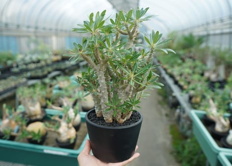パキポディウム　ロスラーツム　Pachypodium rosulatum
