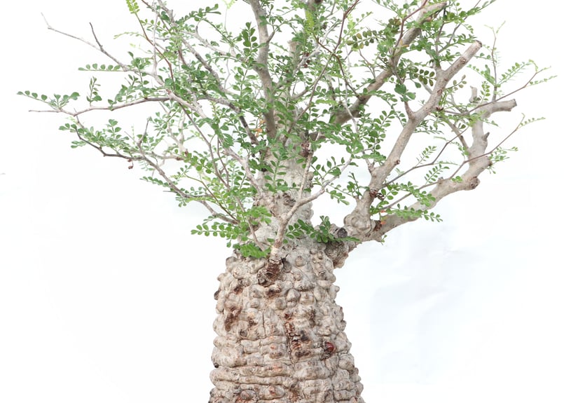 オペルクリカリア パキプス no.8 | mana's farm:塊根植物・アガベ