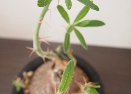パキポディウム サキュレンタム Pachypodium succulentum