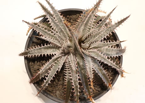 Dyckia (Airzona X ML) X delicataGF F1