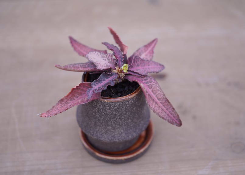 ユーフォルビア フランコイシー Euphorbia francoisii | mana's f