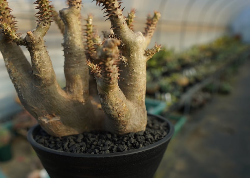 パキポディウム　マカイエンセ パキポディウム・マカイエンセ | trigger