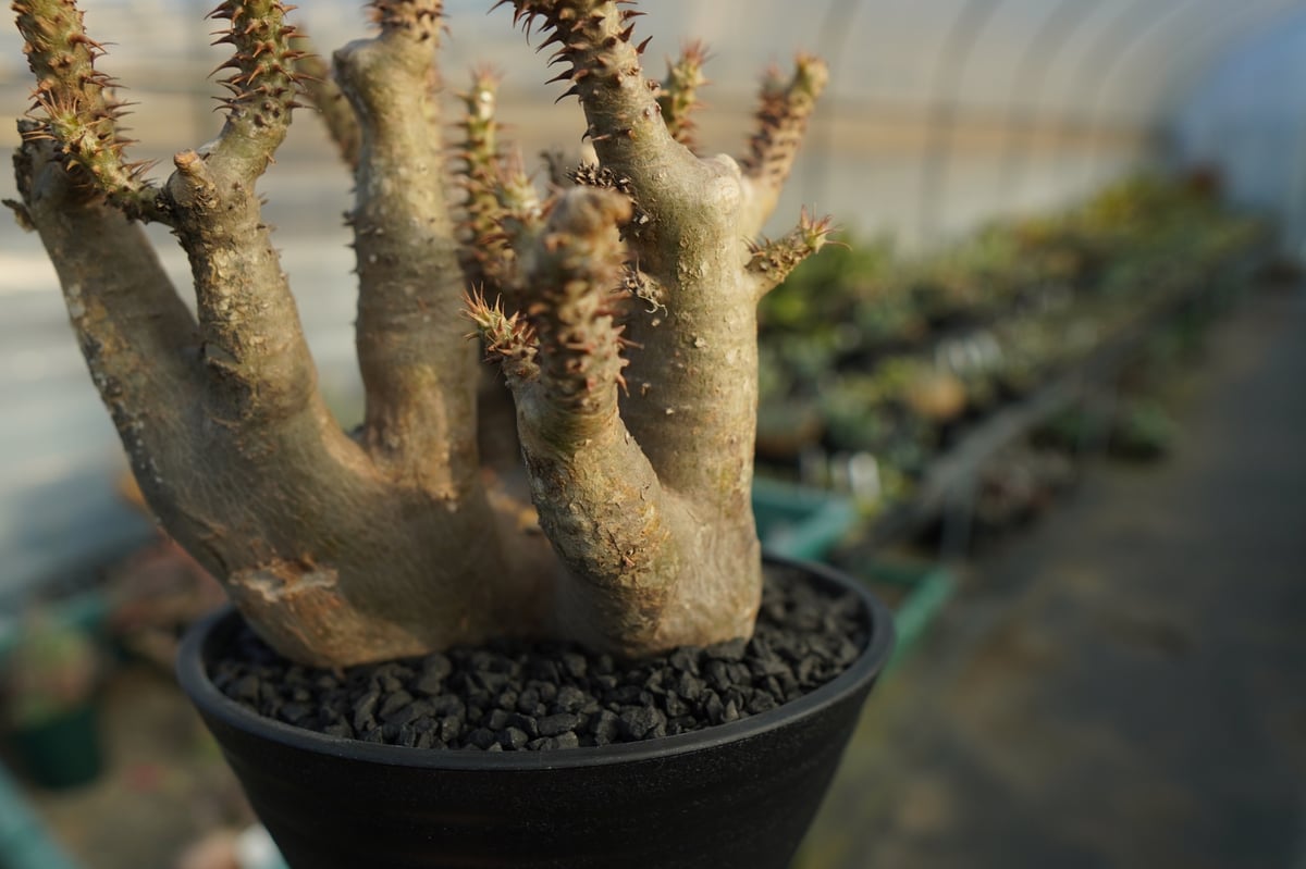 パキポディウム マカイエンセ Pachypodium makayense No.3 | man