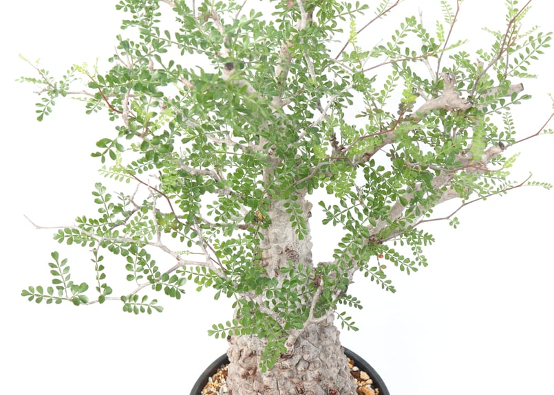 オペルクリカリア パキプス no.8 | mana's farm:塊根植物・アガベ