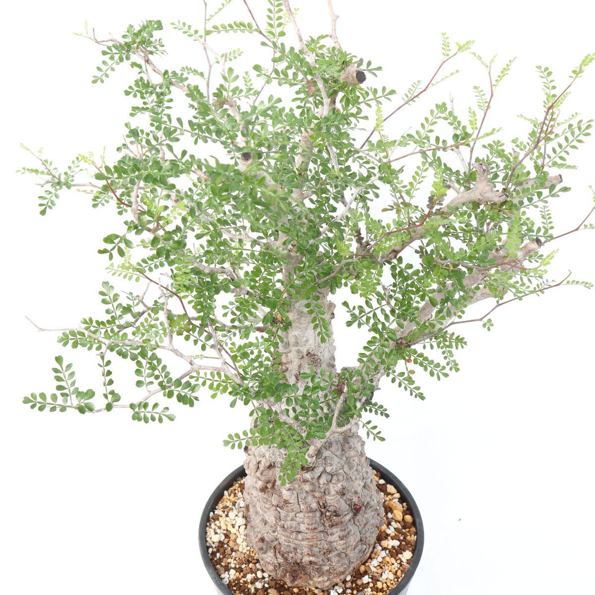 オペルクリカリア パキプス no.8 | mana's farm:塊根植物・アガベ