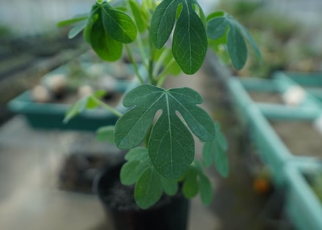 アデニア　グラウカ　Adenia glauca  No.4