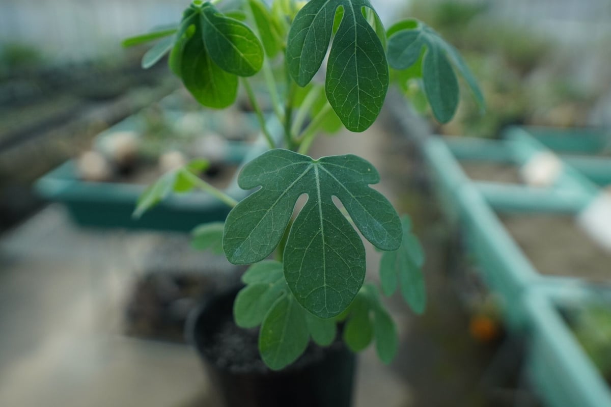 ak482　アデニアグラウカ5個　速達❗️ ak482 アデニアグラウカ5個 速達❗️ ak482様 専用